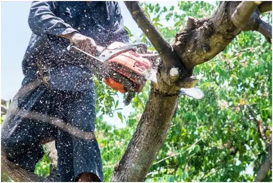 tree services East Lansdowne